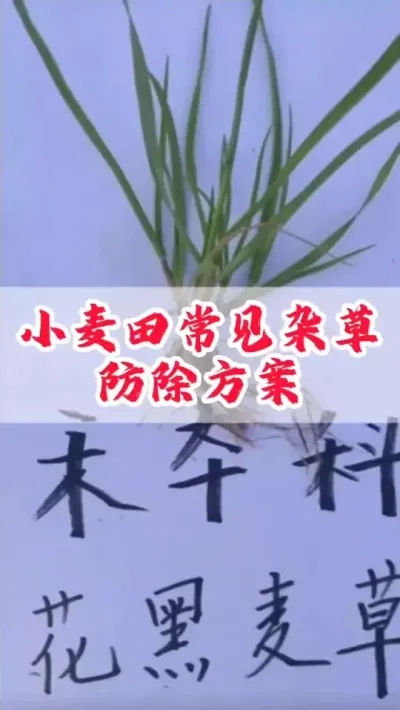 小麦田常见杂草，防锄配方分享。#每天分享农业知识帮农民增产增收 #创作者中心 #创作灵感 #小麦 #小麦除草剂