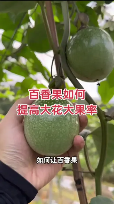 百香果如何提高大花大果率#百香果种植 #百香果种植技术 #黄金百香果种植技术 #百香果 #浩伟方