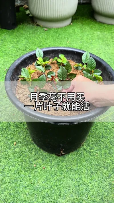 月季花不用买，一片叶子就能繁殖#花卉绿植 #养花 #种植小技巧