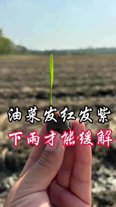 油菜发红发紫，下雨了，用它没错#分享农业知识帮农民增产增收