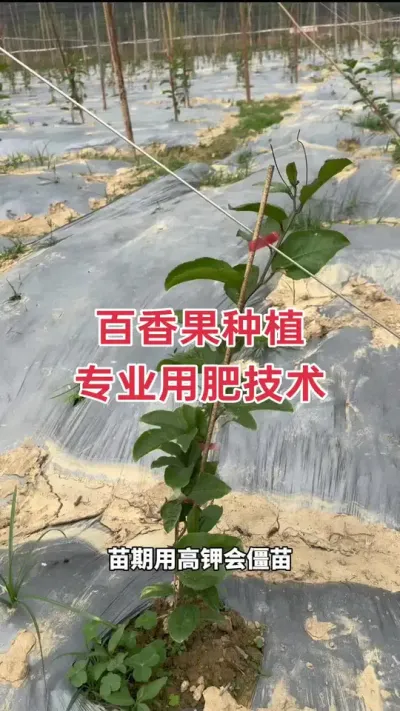百香果种植专业用肥技术方案#浩伟方 #百香果种植技术 #百香果种植 #种百香果 #黄金百香果