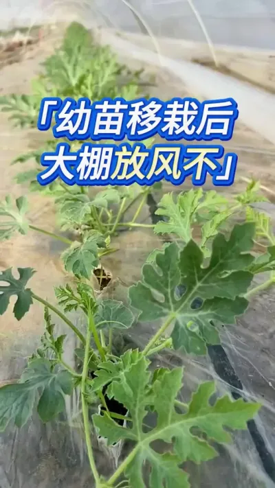 西瓜移栽后，能直接放风么？ #创作灵感 #西瓜种植 #西瓜种植技术 #西瓜管理 #大棚西瓜种植技术