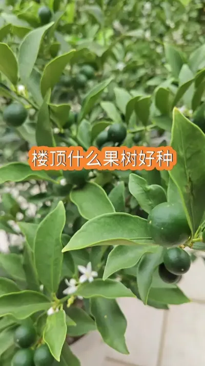 楼顶种什么果树好，什么果树好种，脆皮金桔种植方法#果树盆栽 #柑橘种植 #楼顶果园 #脆皮金桔 #金桔苗