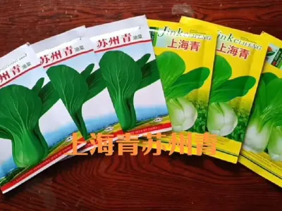 种植小油菜正当时