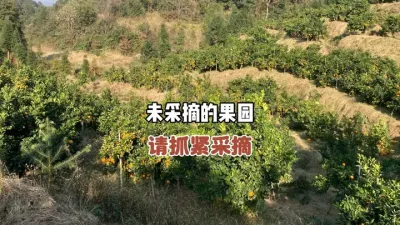 打霜了，还未采摘的柑橘果园抓紧采摘！ #三农种植 #农业技术 #柑橘种植 #果树管理 #打霜 