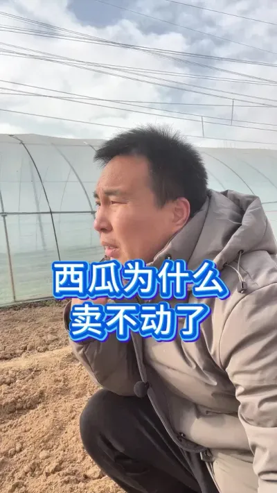 西瓜为什么卖不动了 #西瓜种植 #服务三农支持三农 #大棚西瓜种植技术 #助力三农 #大棚西瓜