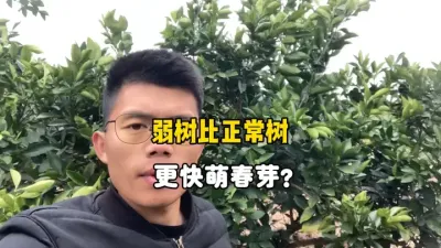 为什么柑橘的弱树比正常树更早萌芽？ #抖音助农 #柑橘种植 #三农 #农业种植 #果树管理 