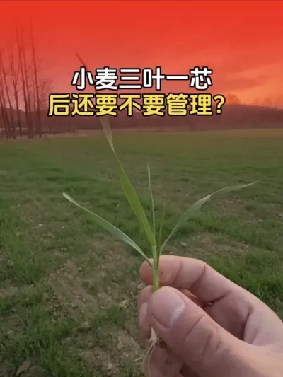 小麦三叶一芯之后还要不要管理？能不能打除草剂？#小麦 #小麦种植 #小麦种植管理技术 #小麦高产技术 #分享农业知识帮农民增产增收