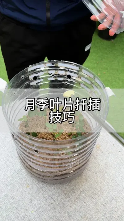 月季叶片扦插技巧#花卉绿植 #养花 #种植小技巧
