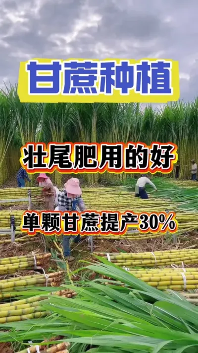 你没有听说过的甘蔗壮尾肥最新施肥科技，甘蔗尾部又粗又长，提产增收#30%#甘蔗种植#甘蔗施肥#甘蔗