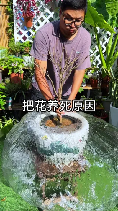 把花养死的原因 #养花小知识 #花卉绿植