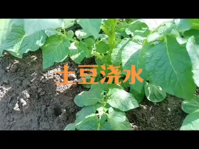 土豆在整个生长期内如何浇水#马铃薯