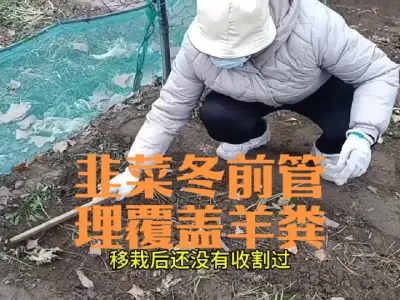 韭菜冬前最后一次管理覆盖羊粪#韭菜