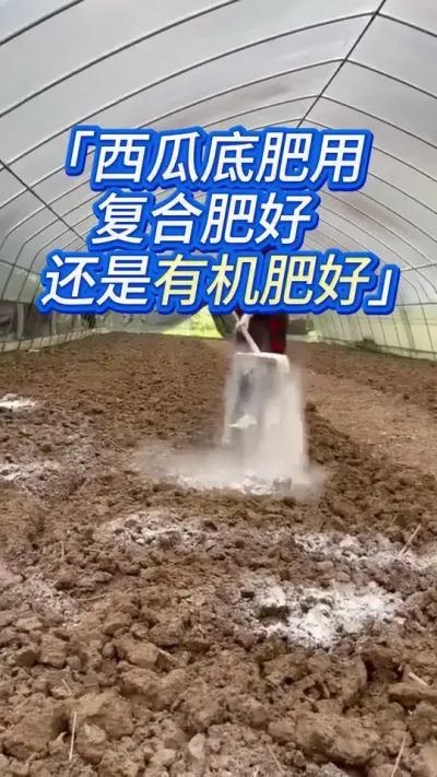 西瓜底肥加一把，重茬土传都不怕 #西瓜 #西瓜种植 #西瓜种植技术 #种西瓜 #大棚西瓜种植技术
