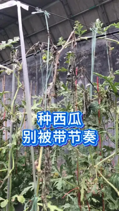 种西瓜别被带节奏 #西瓜种植 #大棚西瓜种植技术 #西瓜管理 #大棚种植 #助农