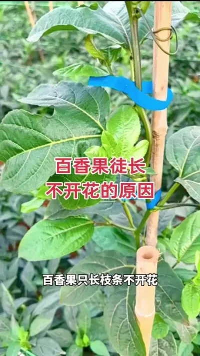 百香果徒长不开花的原因#百香果 #黄金百香果 #黄金百香果种植技术 #钦蜜9号百香果 #百香果种植技术