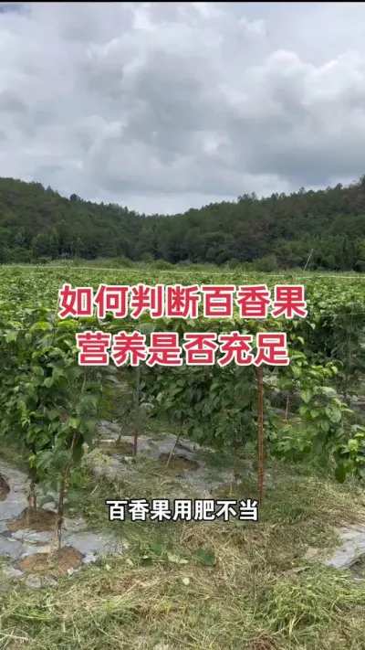 如何判断百香果营养是否充足#百香果种植 #百香果种植技术 #黄金百香果种植技术 #百香果 #浩伟方