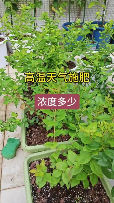 新手怎么种蓝莓，蓝莓怎么施肥，蓝莓的养护过程#蓝莓种植 #种蓝莓 #蓝莓养护 #盆栽蓝莓 #蓝莓种植技术