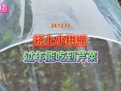 给菜地里搭个小拱棚，过年的时候就可以吃到鲜嫩的芹菜了 #自己种的纯天然的绿色蔬菜 #抖音助农 #三农 #种植小技巧 #一份耕耘一份收获 