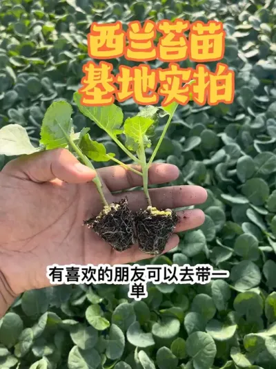 西兰苔苗 基地实拍每天发货的西兰苔苗，喜欢的朋友可以带一单呦，正版的西兰苔1号，包对版放心购买不踩坑！#西兰苔秧苗 #西兰苔种子 #西兰苔 #三农 #优质种苗