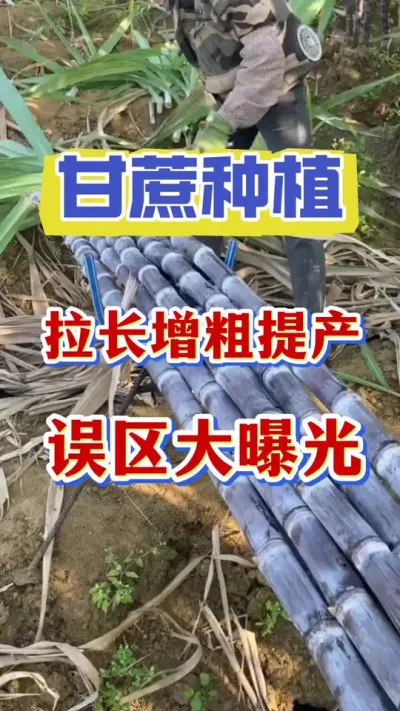 甘蔗拉长增粗提产误区大曝光，90%蔗农都踩过的坑#甘蔗种植#甘蔗施肥#甘蔗拔节