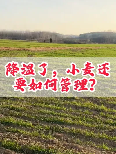 降温了，小麦如何管理？#分享农业知识帮农民增产增收 #小麦种植 #三农 #田间地头走一走 #传播农业小知识