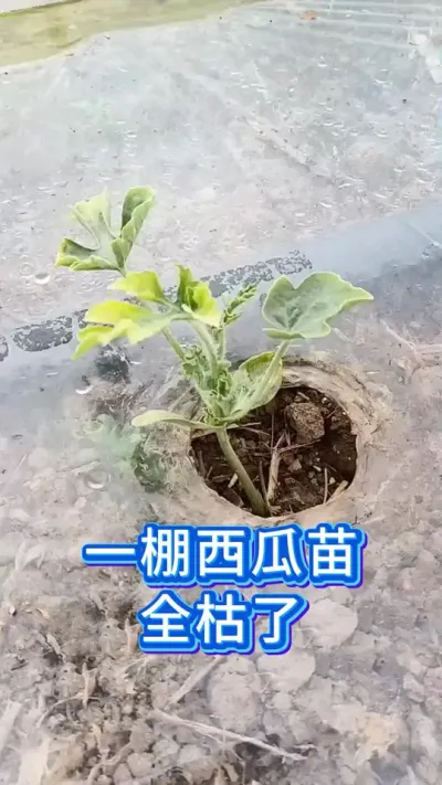一棚西瓜苗，全毁了 #西瓜种植技术 #大棚西瓜种植技术 #西瓜管理 #农业种植技术 #瓜苗种植