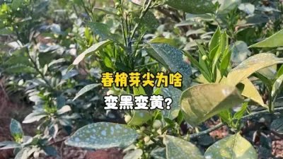 柑橘春梢芽尖变黑变黄是怎么回事？ #柑橘 #农业 #三农 #果树管理 #春梢 