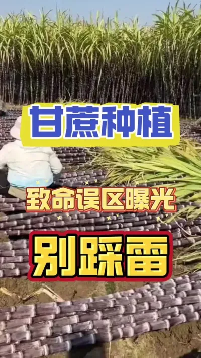甘蔗种植误区曝光，别踩雷#甘蔗种植 #甘蔗施肥方法 #增产增收小配方