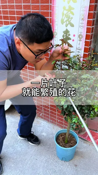 扦插成活率高的方法#花卉绿植 #养花 #种植小技巧