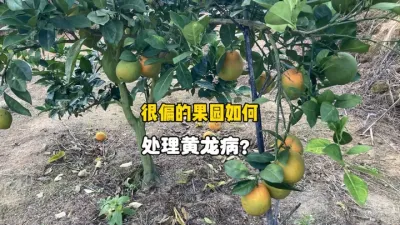比较偏僻的柑橘果园，该如何处理黄龙病？ #三农 #农业种植 #黄龙病 #柑橘种植 #果树管理 