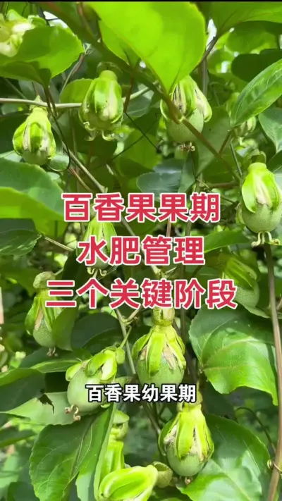百香果果期水肥管理#百香果种植 #百香果种植技术 #黄金百香果种植技术 #钦蜜9号黄金百香果 #浩伟方