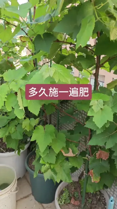 种葡萄多久施一次肥，新手种葡萄怎么养护，葡萄怎么施肥 #葡萄种植 #葡萄养护 #种葡萄 #葡萄苗 #葡萄种植技术