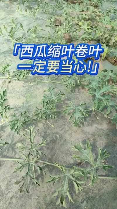 西瓜种植出现卷叶，当心 #西瓜种植 #西瓜种植技术 #西瓜管理 #种西瓜 #大棚西瓜种植技术