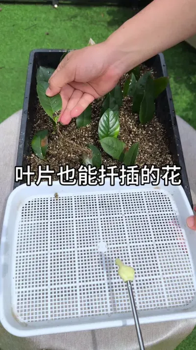 叶片扦插也能成活的花#花卉绿植 #养花 #种植小技巧