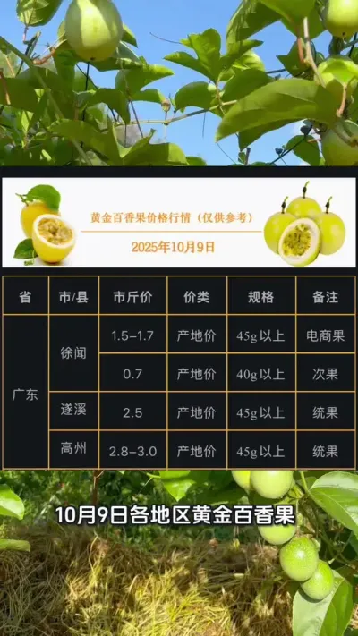 10月9日黄金百香果行情速递#黄金百香果 #百香果 #百香果种植 #黄金百香果种植技术 #浩伟方