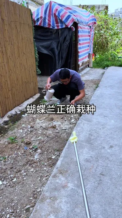蝴蝶兰的正确栽种方法 #花卉绿植 #种植小技巧