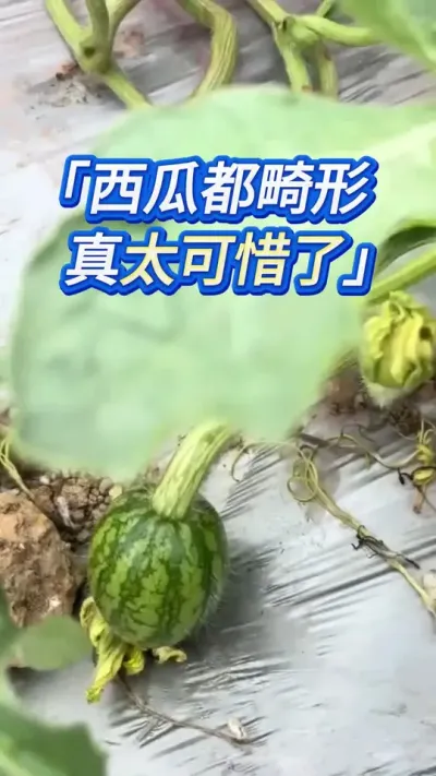 种瓜撒一把的事儿，这下可惜了 #创作灵感 #西瓜管理 #西瓜种植 #大棚西瓜种植技术 #西瓜种植技术