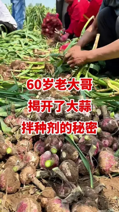 60岁老大哥揭开了大蒜拌种剂的秘密#大蒜种植 #大蒜拌种 #大蒜种植技术 #大蒜高产