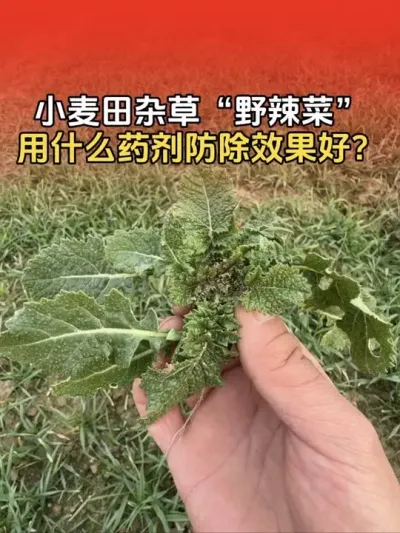 小麦田杂草&ldquo;野辣菜&rdquo;使用什么药剂防除？#小麦种植管理技术 #小麦种植 #小麦除草剂 #分享农业知识帮农民增产增收 #传播农业小知识