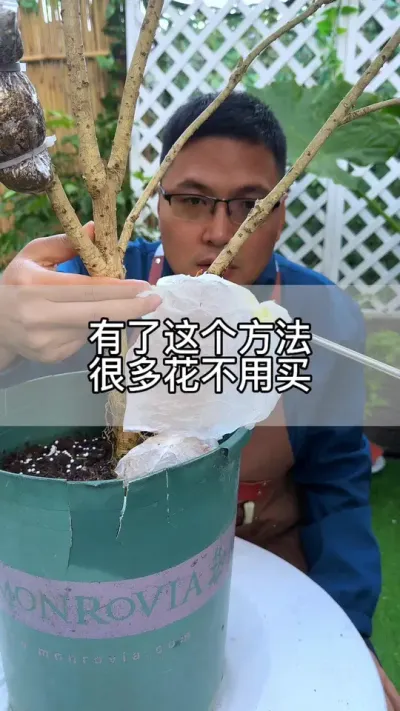 有了这个方法，很多花不用花钱买#花卉绿植 #养花 #种植小技巧