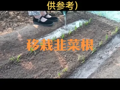 移栽韭菜根的方法及注意事项