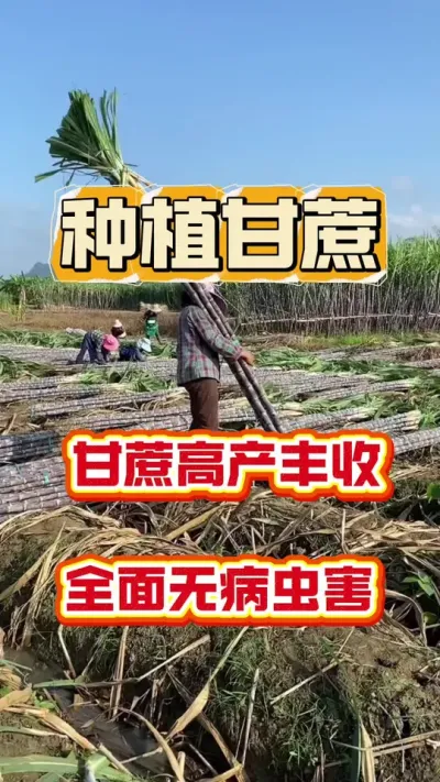 #种甘蔗 #甘蔗种植 #甘蔗施肥方法