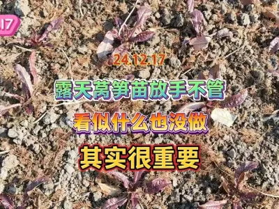 怎么做才能让莴笋苗安全越冬，这懒人做法才是最正确的 #三农 #田园生活 #蔬菜种植 #种植小技巧 #农业种植 