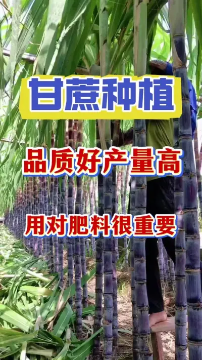 立秋之后甘蔗用对壮尾肥，今年产量要起飞#甘蔗种植#甘蔗壮尾肥 #甘蔗施肥
