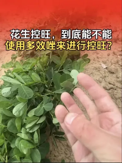 花生控旺到底能不能使用多效唑？建议合适使用，提升花生品质，达到提质增产的效果！#传播农业小知识 #花生高产管理 #花生种植管理技术  #分享农业知识帮农民增产增收 #花生高产小妙招