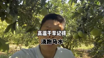 持续高温干旱，记得给柑橘浇跑马水 #三农 #农业 #柑橘种植 #果树管理 #干旱 