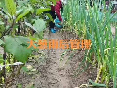 雨后大葱如何管理#大葱