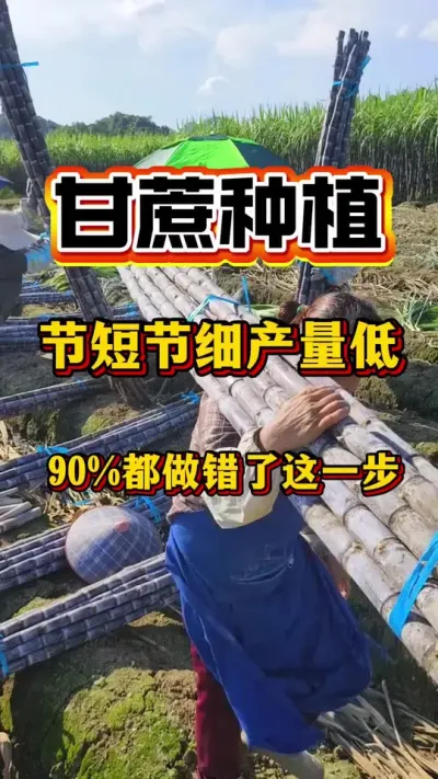 甘蔗节短节细产量低，90%的老乡都做错了这一步#甘蔗种植#甘蔗拔节#甘蔗