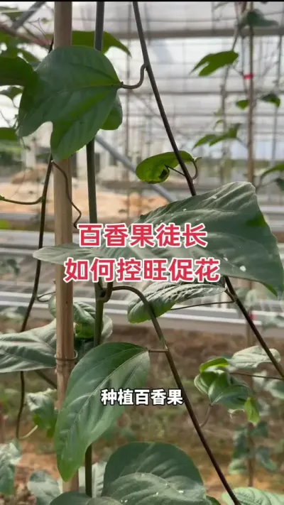 百香果徒长不开花，该如何控旺？#百香果种植 #百香果种植技术 #黄金百香果种植技术 #种百香果 #钦蜜9号百香果